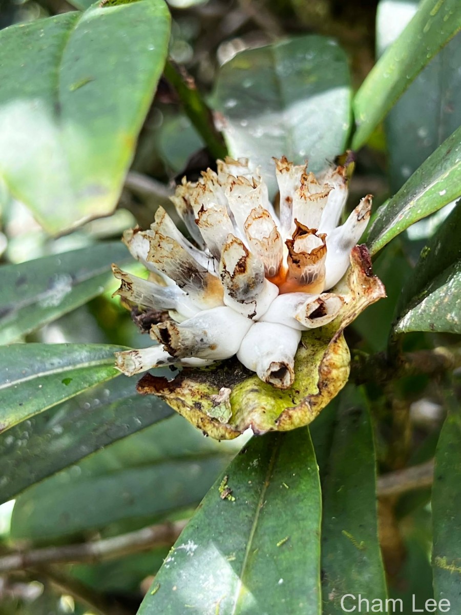 Leucocodon reticulatum Gardner